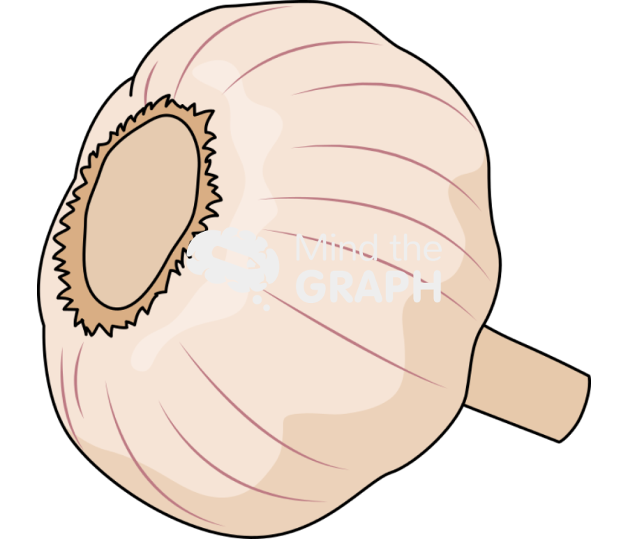 Garlic head 1 Icons, Symbols, Pictures, and Images