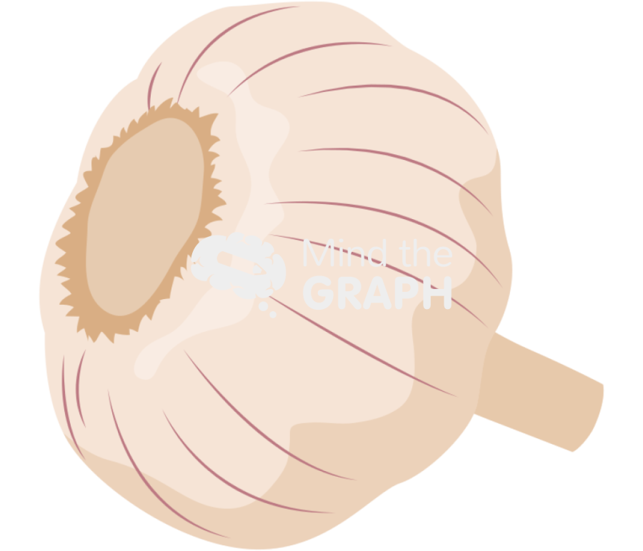 Garlic head 1 Icons, Symbols, Pictures, and Images
