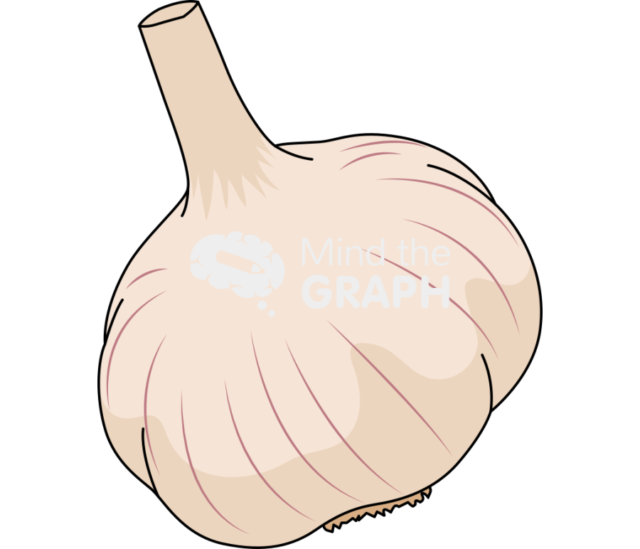 Garlic head 2 Icons, Symbols, Pictures, and Images