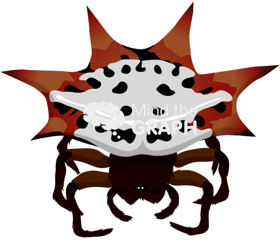 Gasteracantha cancriformis spider white morph Icons, Symbols, Pictures, and Images