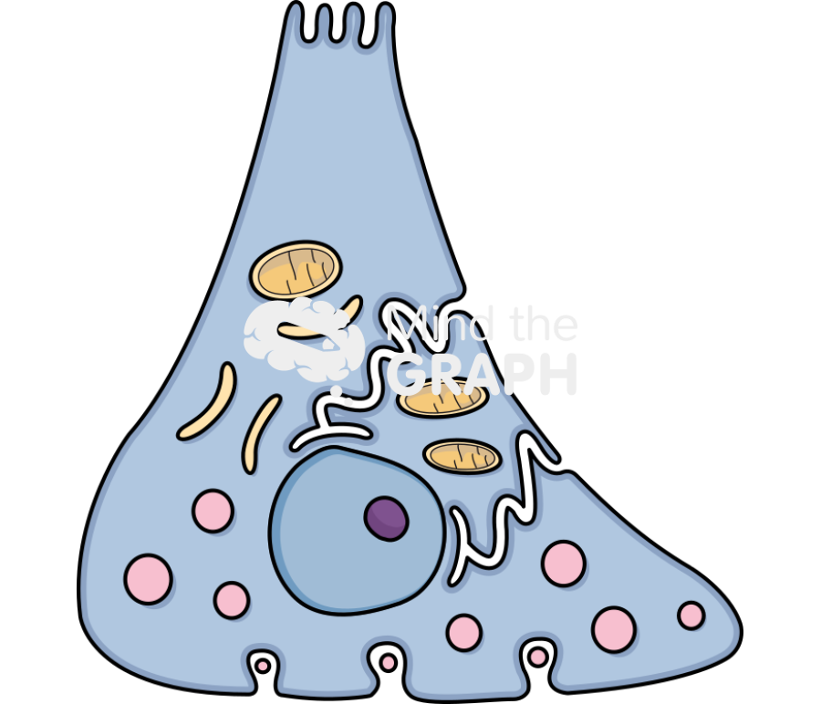 Gastric g cell Icons, Symbols, Pictures, and Images