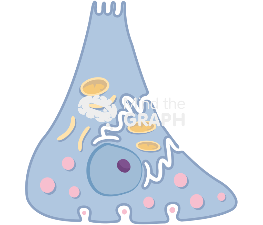 Gastric g cell Icons, Symbols, Pictures, and Images