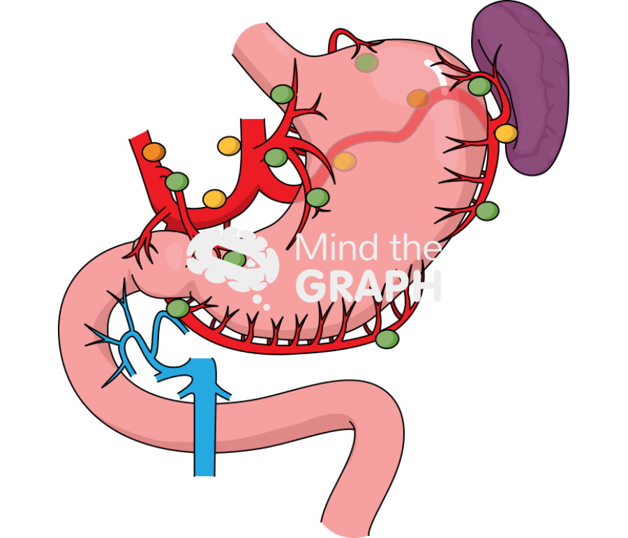 Gastric lymph node station Icons, Symbols, Pictures, and Images