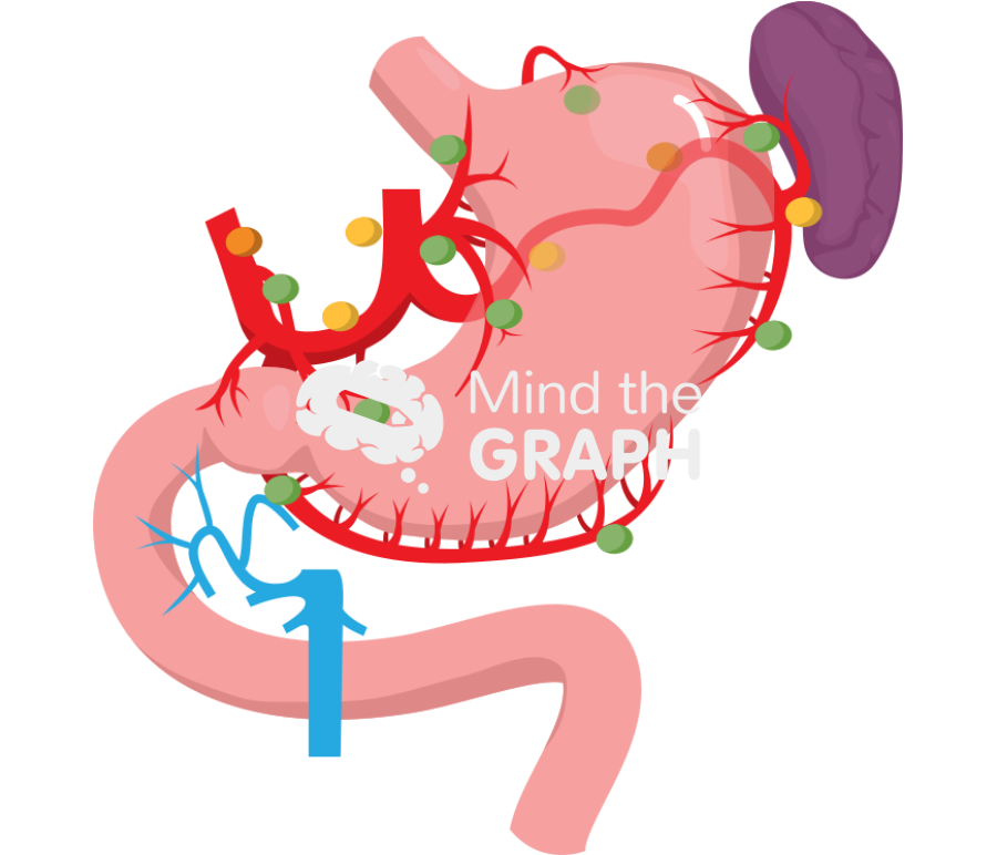 Gastric lymph node station Icons, Symbols, Pictures, and Images
