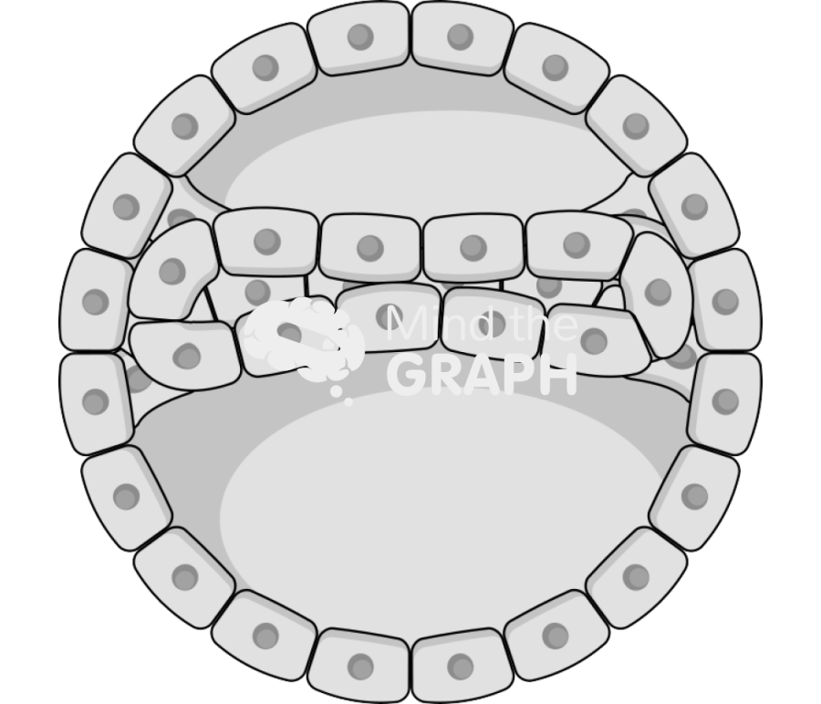 Gastrulation 1 Icons, Symbols, Pictures, and Images