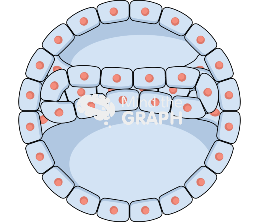Gastrulation 1 Icons, Symbols, Pictures, and Images