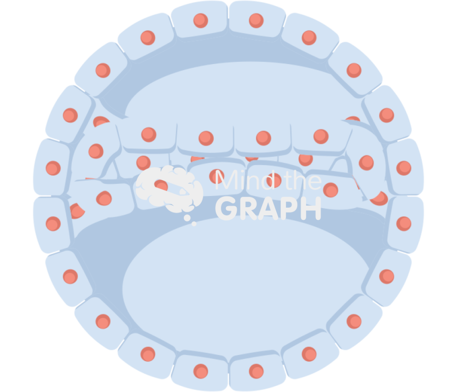 Gastrulation 1 Icons, Symbols, Pictures, and Images