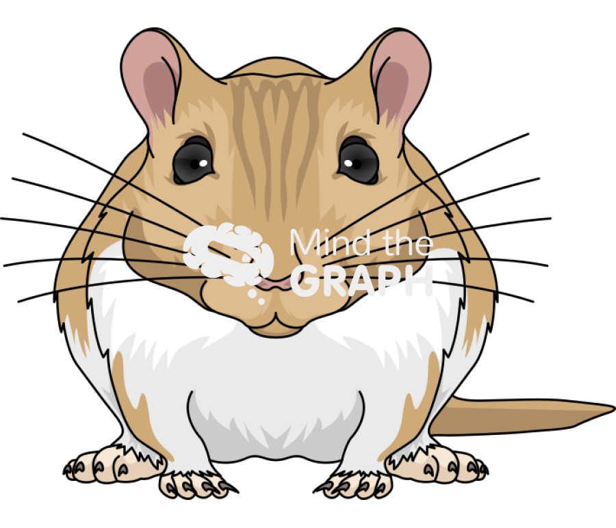 Gerbil mariones unguiculatus front view Icons, Symbols, Pictures, and Images