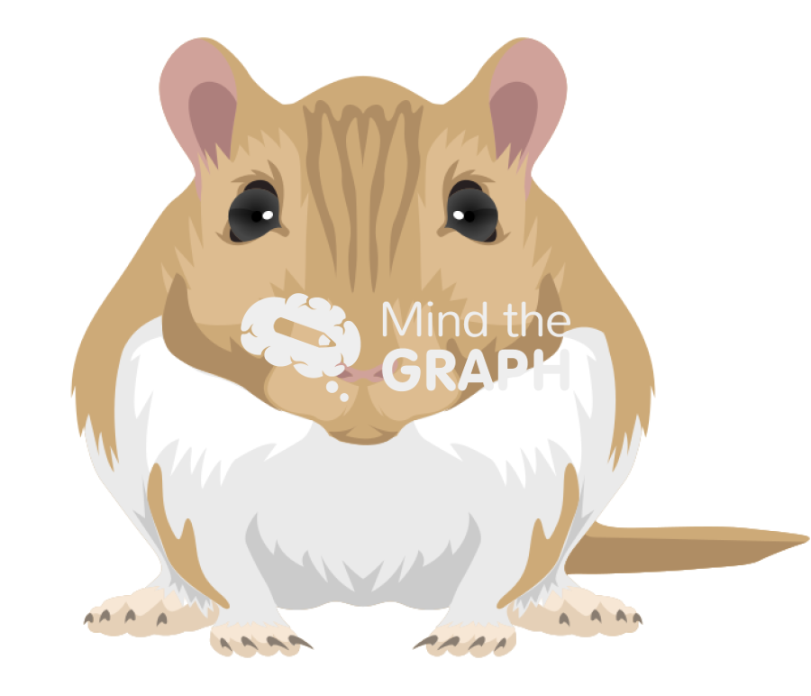 Gerbil mariones unguiculatus front view Icons, Symbols, Pictures, and Images