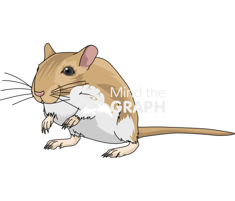 Gerbil mariones unguiculatus perspective Icons, Symbols, Pictures, and Images