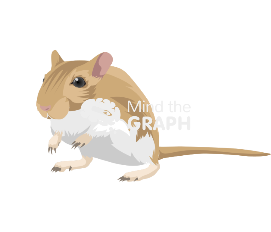 Gerbil mariones unguiculatus perspective Icons, Symbols, Pictures, and Images