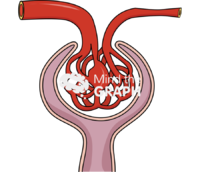 Glomerular afferent artery Icons, Symbols, Pictures, and Images