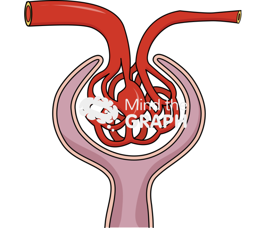 Glomerular afferent artery Icons, Symbols, Pictures, and Images