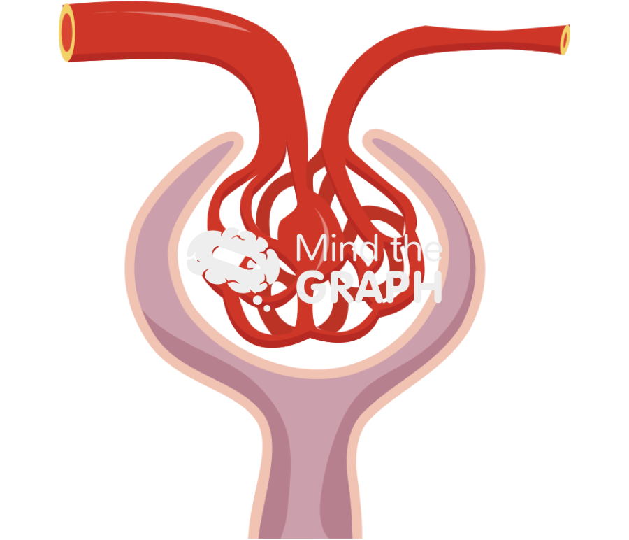 Glomerular afferent artery Icons, Symbols, Pictures, and Images
