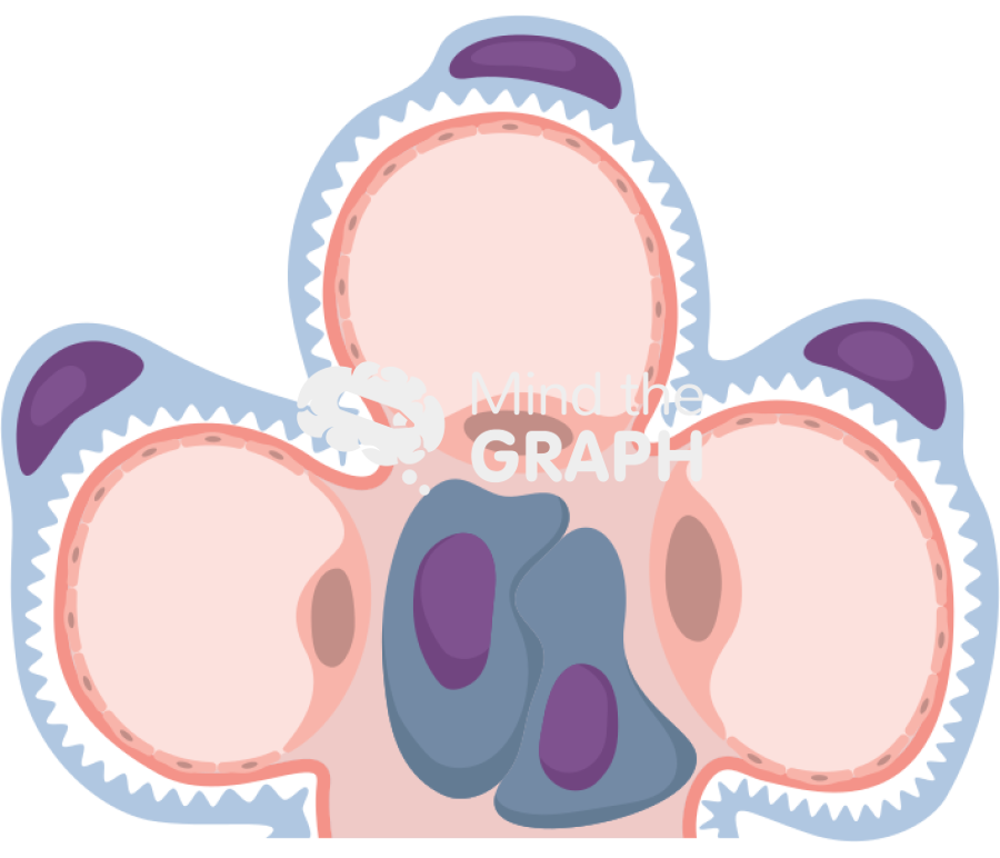 Glomerulus Icons, Symbols, Pictures, and Images
