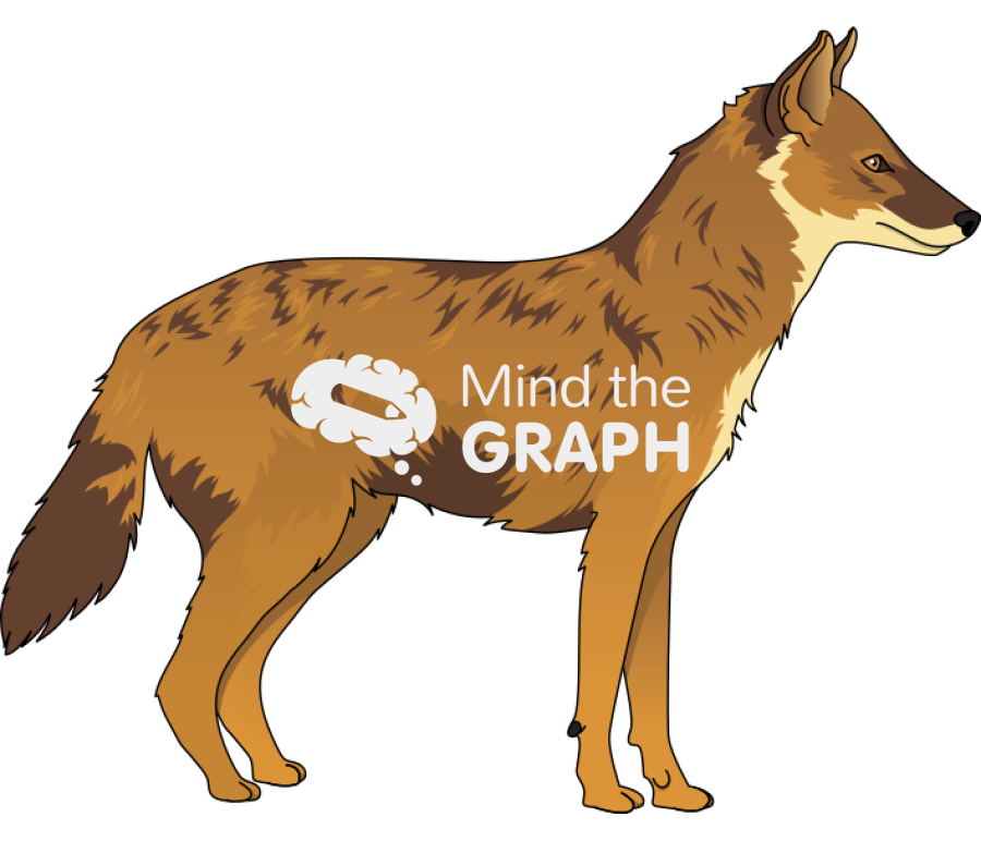 Golden jackal lateral Icons, Symbols, Pictures, and Images