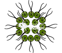 Gonium chlorophyta Icons, Symbols, Pictures, and Images