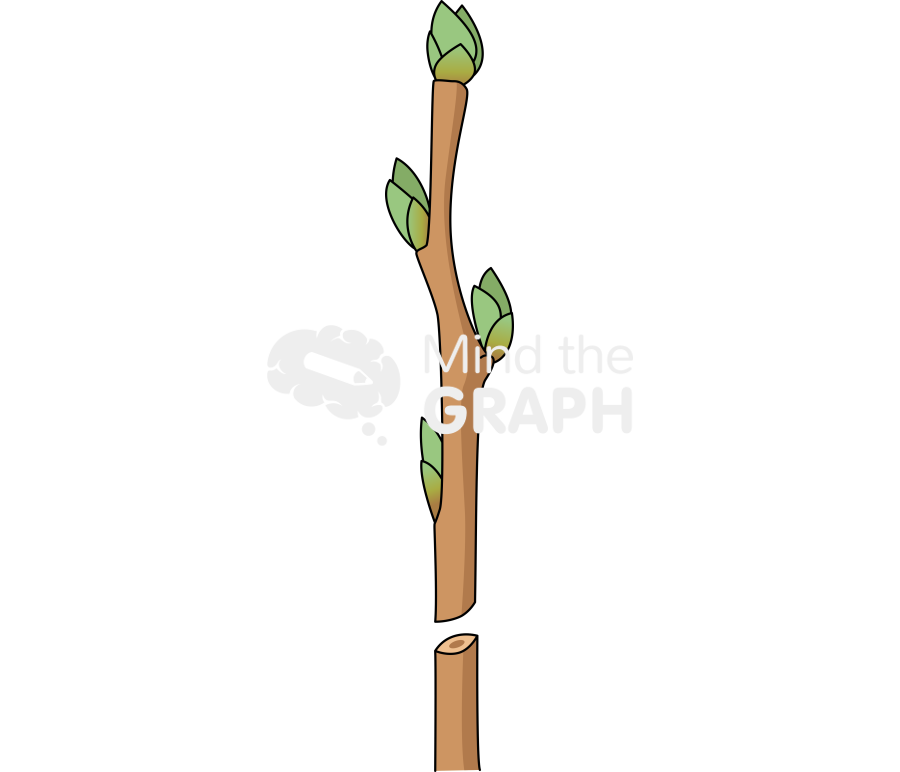 Grafting bud stem 1 Icons, Symbols, Pictures, and Images