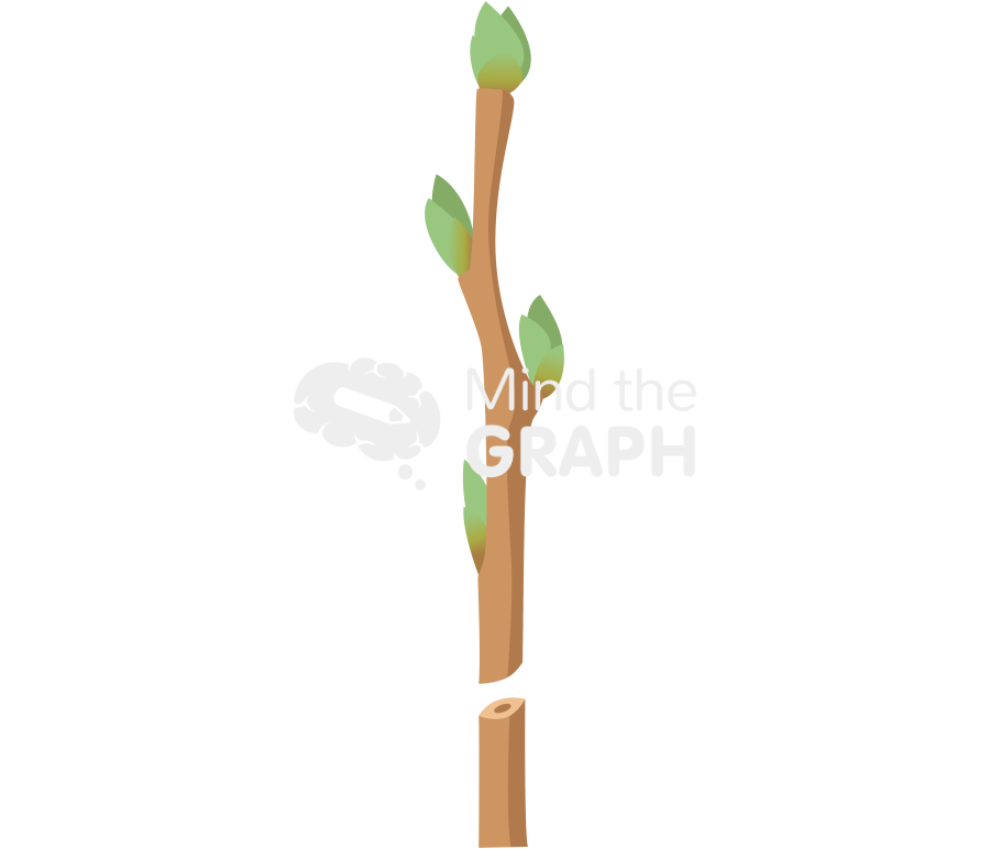 Grafting bud stem 1 Icons, Symbols, Pictures, and Images