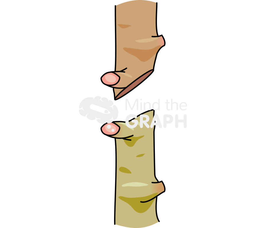 Grafting stalk 1 Icons, Symbols, Pictures, and Images