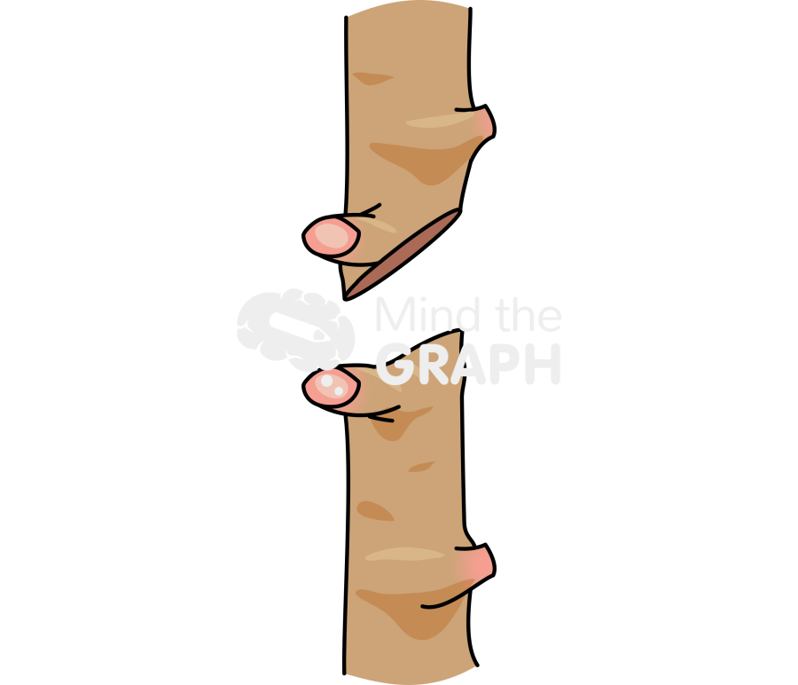 Grafting stalk 3 Icons, Symbols, Pictures, and Images