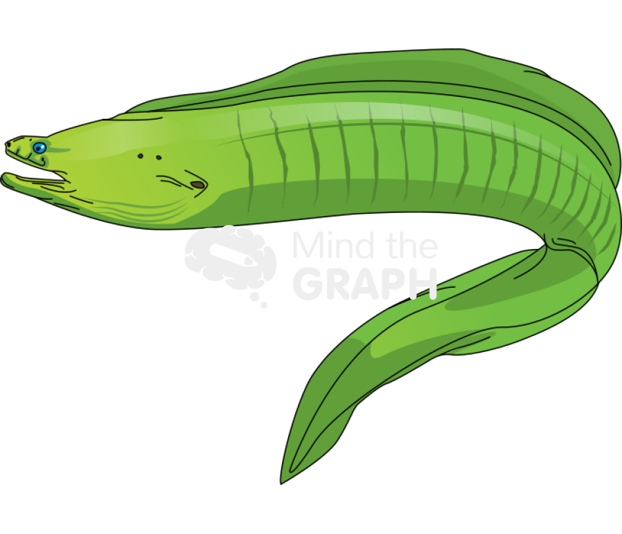 Green moray eel Icons, Symbols, Pictures, and Images