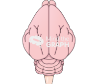 Guinea pig brain top Icons, Symbols, Pictures, and Images