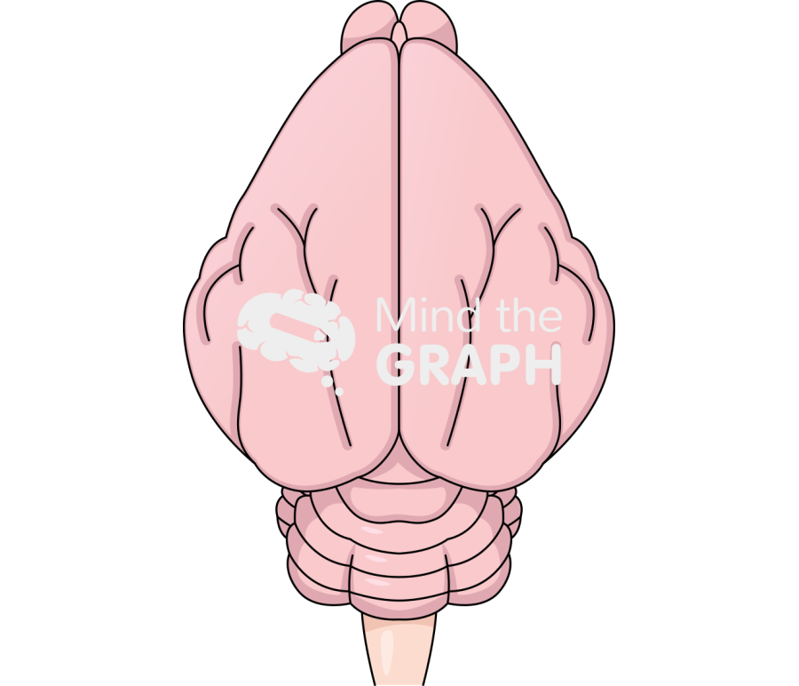 Guinea pig brain top Icons, Symbols, Pictures, and Images