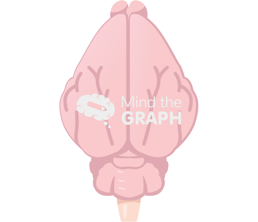 Guinea pig brain top Icons, Symbols, Pictures, and Images