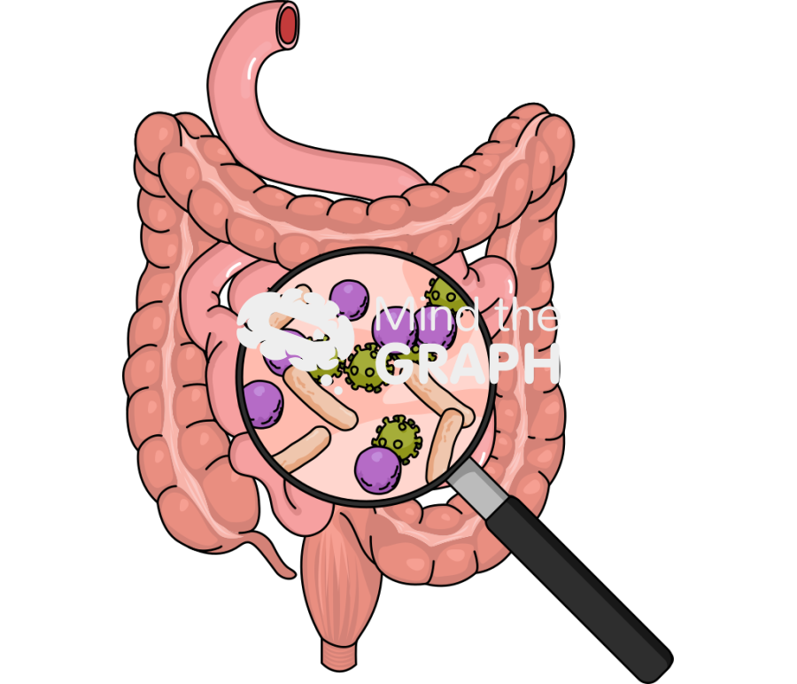 Gut dysbiosis stomach zoom Icons, Symbols, Pictures, and Images