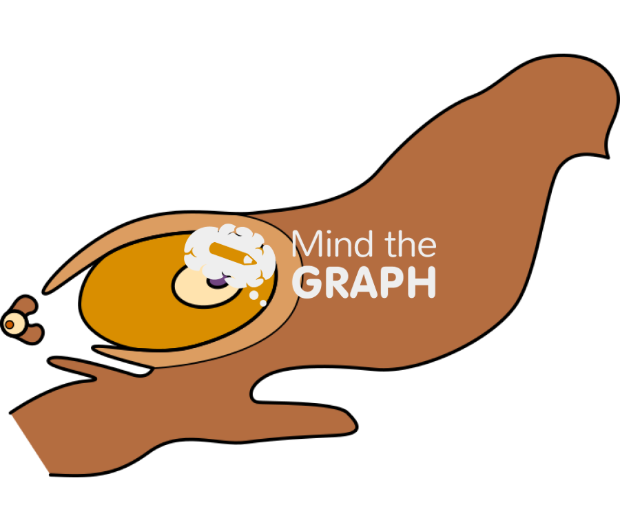 Gymnosperm fertilization 2 Icons, Symbols, Pictures, and Images