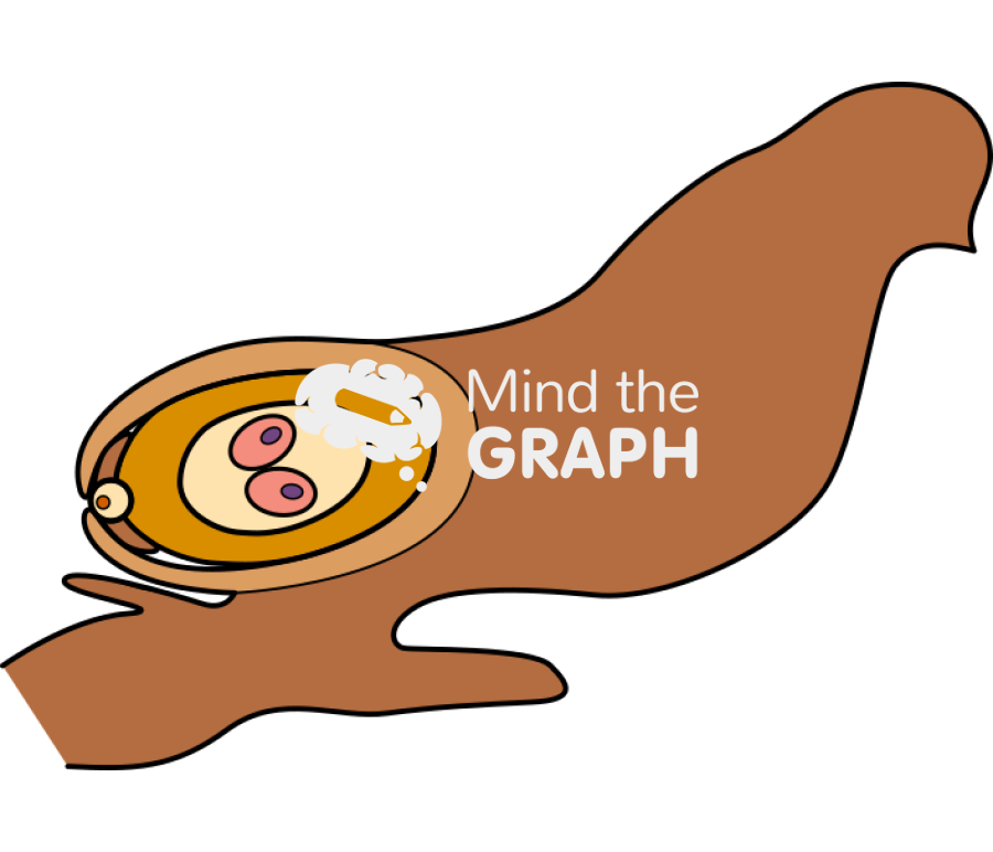 Gymnosperm fertilization 4 Icons, Symbols, Pictures, and Images