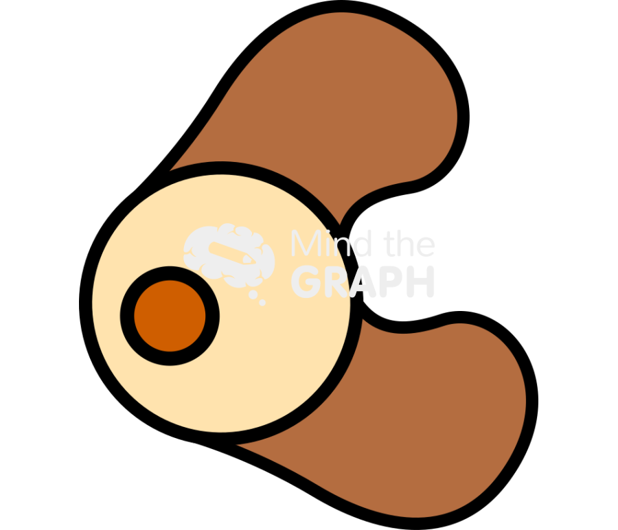 Gymnosperm microsporocytes Icons, Symbols, Pictures, and Images