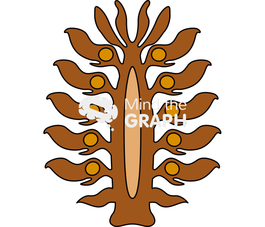 Gymnosperm open cone cut