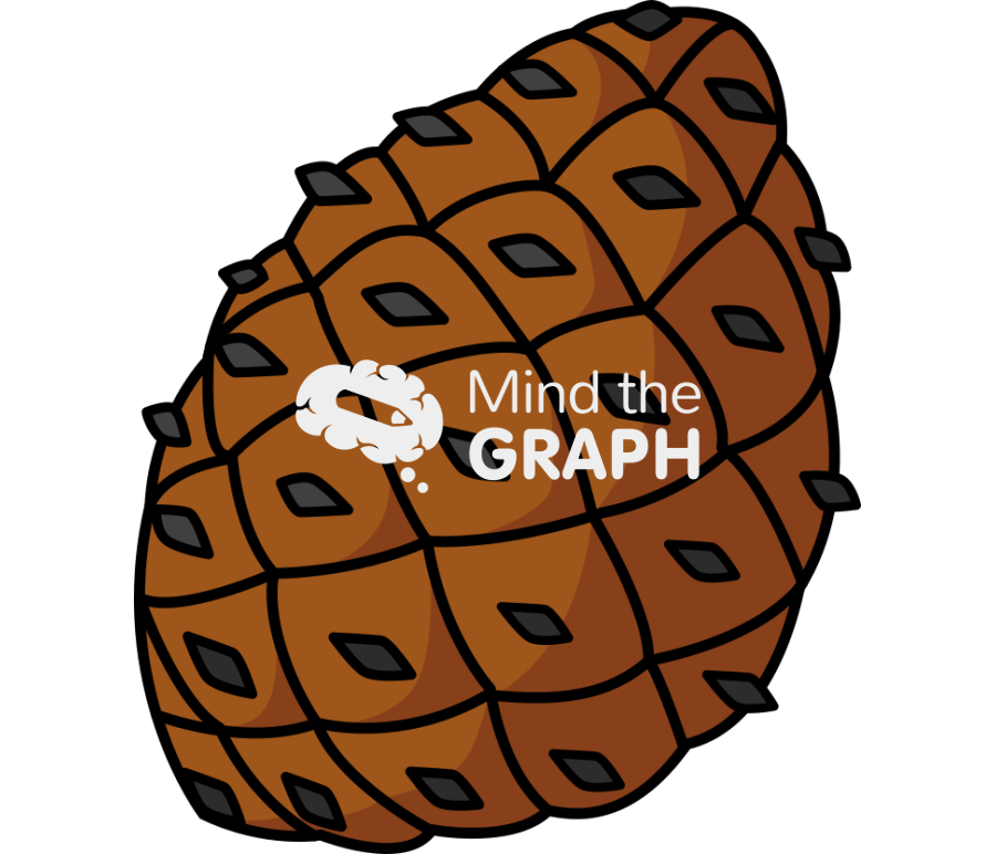 Gymnosperm ovulate cone Icons, Symbols, Pictures, and Images