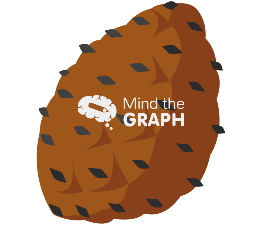 Gymnosperm ovulate cone Icons, Symbols, Pictures, and Images