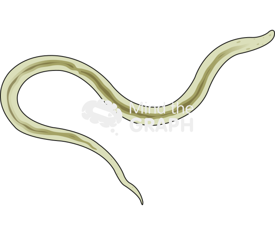 Haemonchus contortus larvae l3 Icons, Symbols, Pictures, and Images