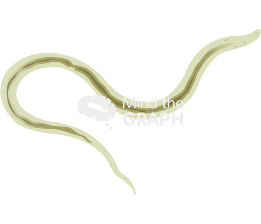 Haemonchus contortus larvae l3 Icons, Symbols, Pictures, and Images