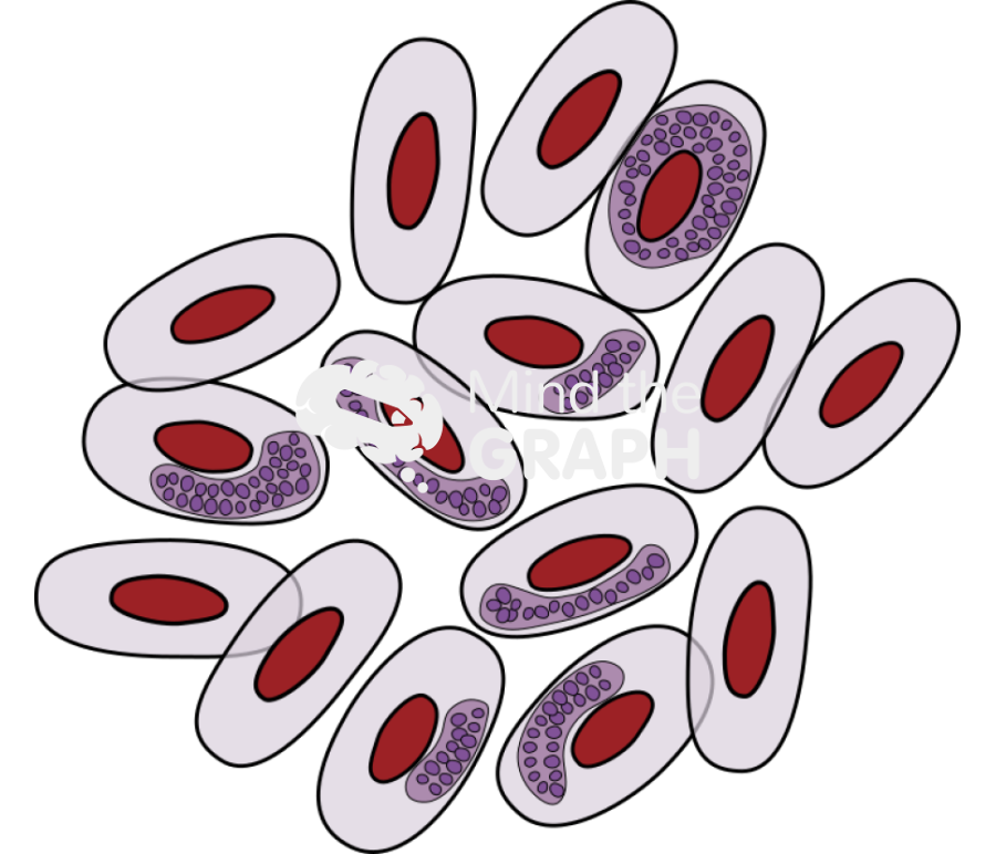 Haemoproteus majoris infection bird blood cells Icons, Symbols, Pictures, and Images