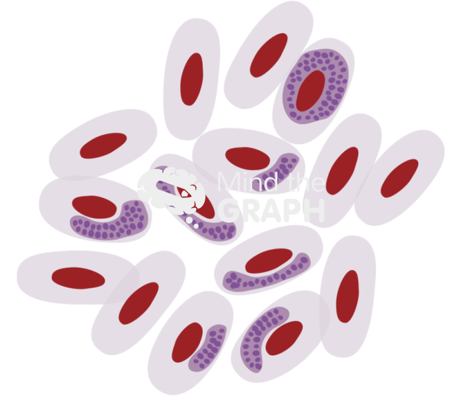 Haemoproteus majoris infection bird blood cells Icons, Symbols, Pictures, and Images
