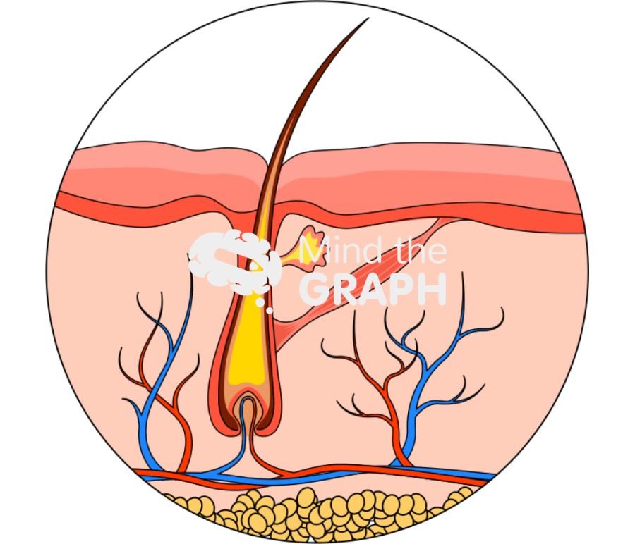 Hair shaft Icons, Symbols, Pictures, and Images