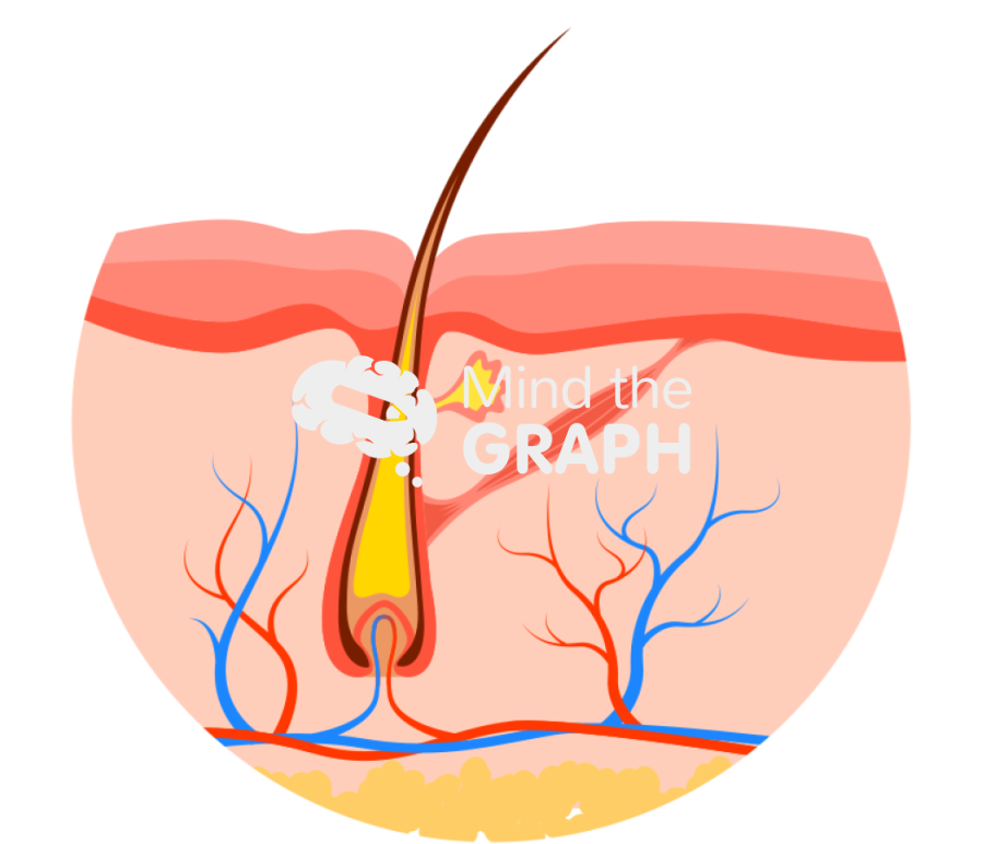 Hair shaft Icons, Symbols, Pictures, and Images