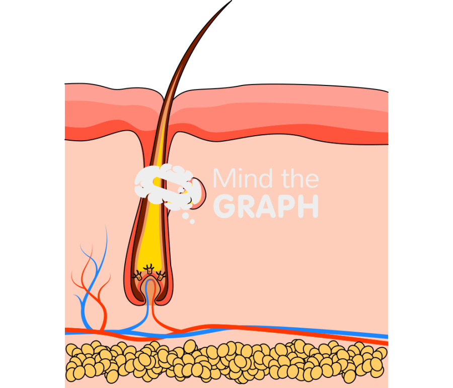 Hair shaft 2 Icons, Symbols, Pictures, and Images