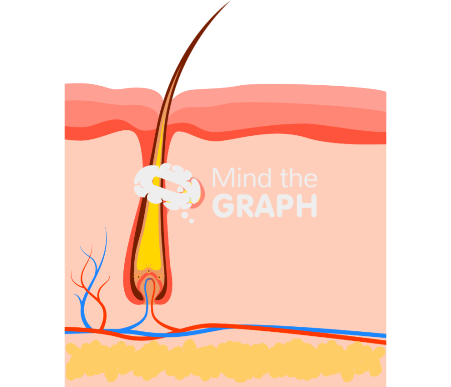 Hair shaft 2 Icons, Symbols, Pictures, and Images