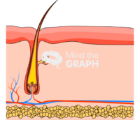 Hair shaft 3 - Edit and Customize Icons of Hair shaft 3 Hair shaft 3 Icons, Symbols, Pictures, and Images