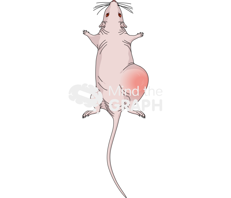 Nude rat cancer dorsal Icons, Symbols, Pictures, and Images
