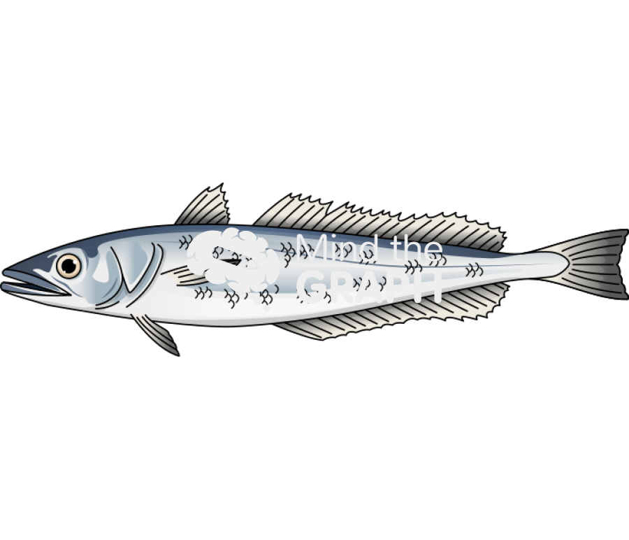 Hake merluccius merluccius lateral Icons, Symbols, Pictures, and Images