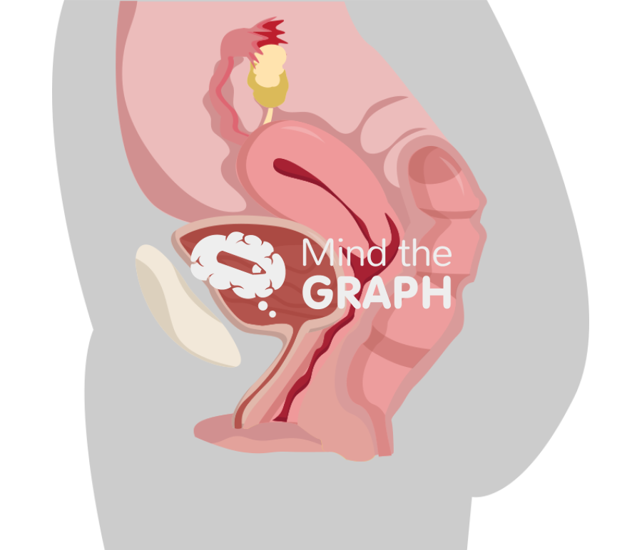 Healthy uterus body Icons, Symbols, Pictures, and Images
