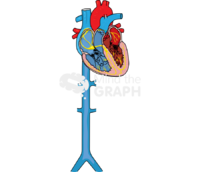 Heart inferior vena cava with epatic renal veins Icons, Symbols, Pictures, and Images