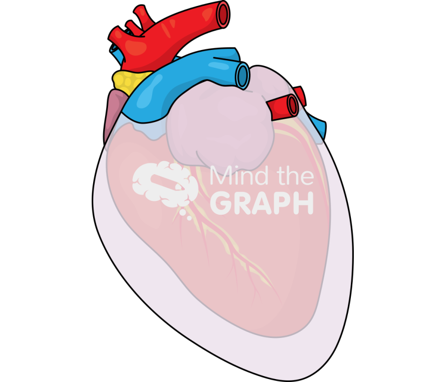 Heart pericardial effusion cat Icons, Symbols, Pictures, and Images